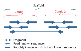 reads overlap to form contigs in a scaffold