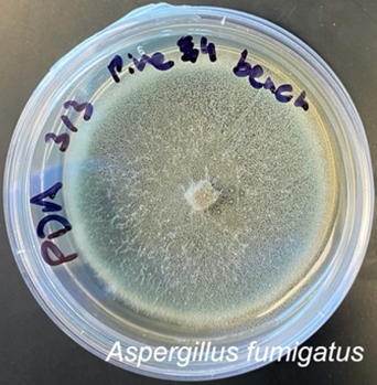 Aspergillus fumigatus P4SB growing on potato dextrose agar. Photo credit: Sara Branco.