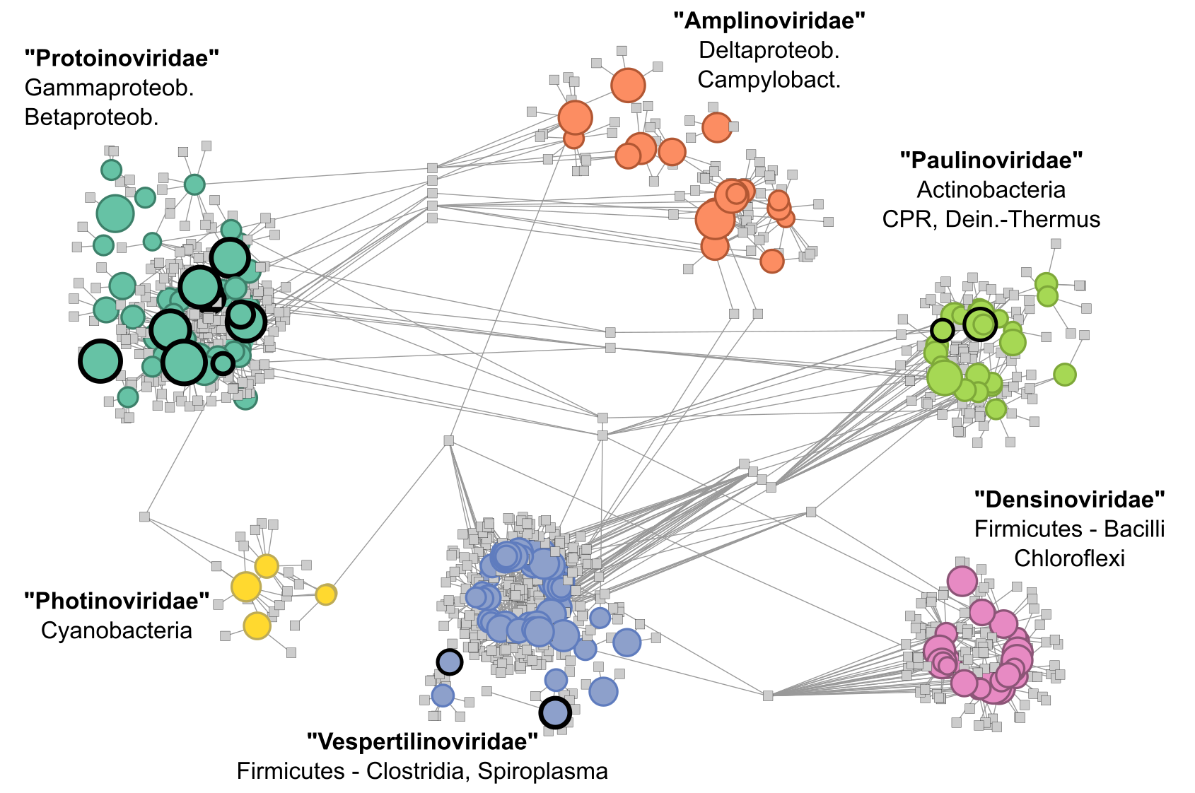 Schematic representation of the Inovirus genome diversity.